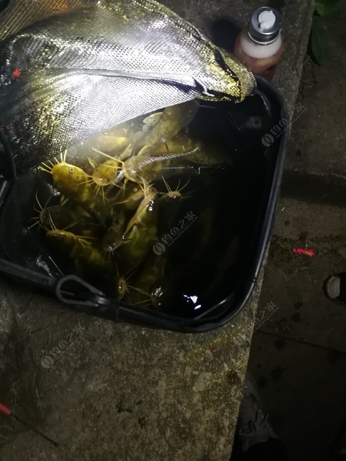 （釣魚技巧）大風天釣魚，餌料也不知道用什么樣的
