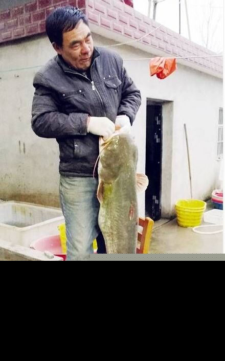 鯰魚大口鯰_大口鯰魚臟嗎_大口鯰魚