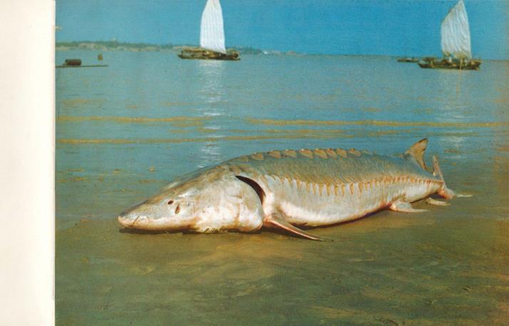 人工養殖鱘魚多少錢一斤_人工養殖鱘魚營養價值_人工養殖鱘魚是什么魚