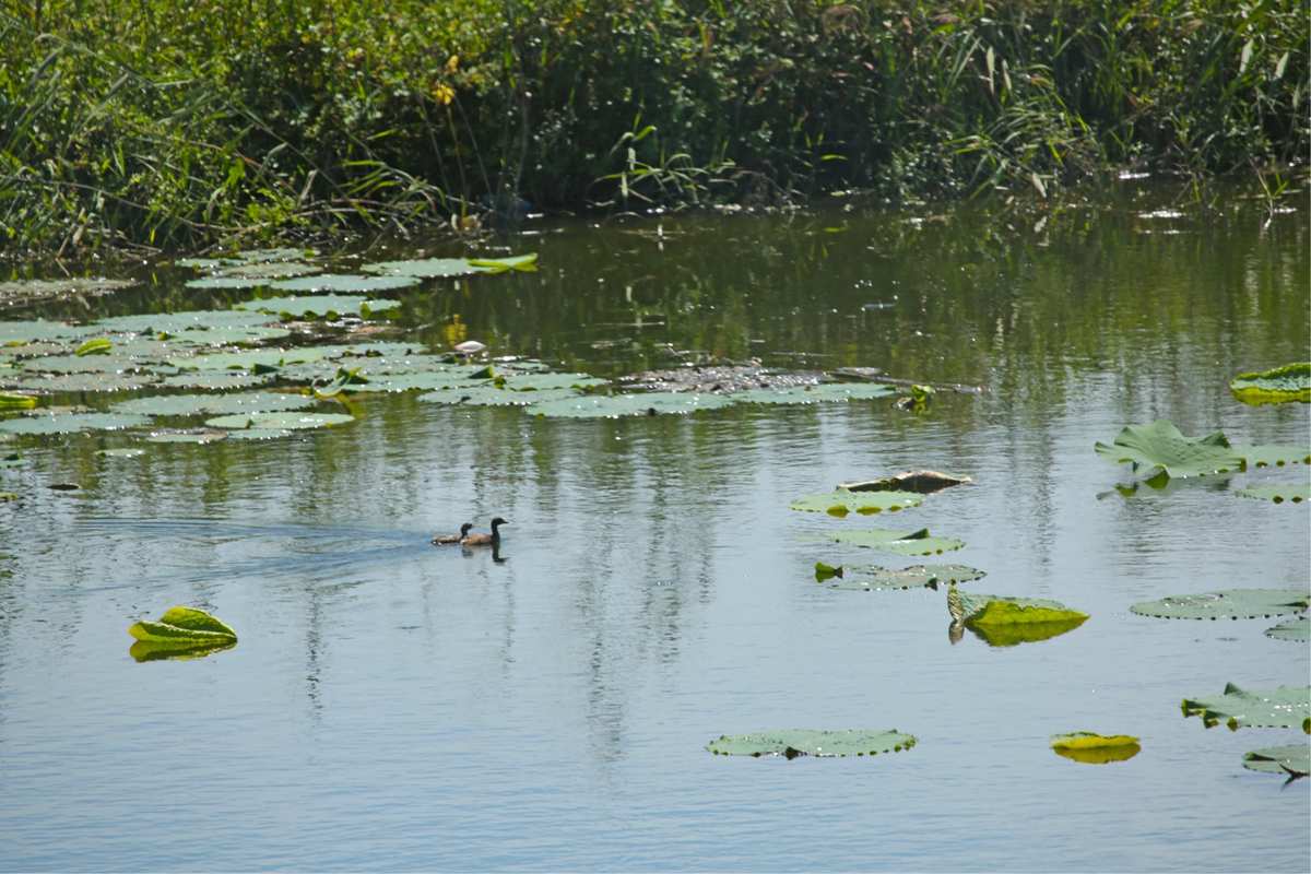 漢石橋濕地要門票嗎_漢石橋濕地公園幾點開門_漢石橋濕地