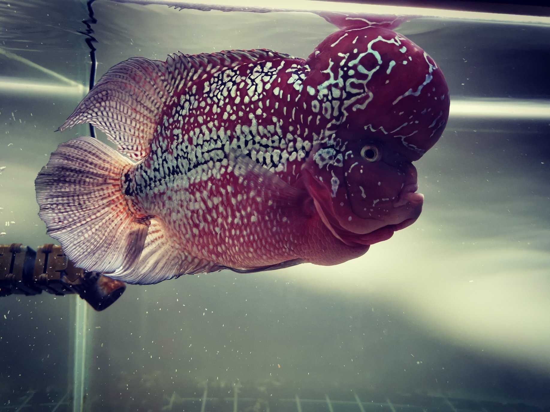 羅漢魚壽命短_羅漢魚的壽命_羅漢魚平均壽命