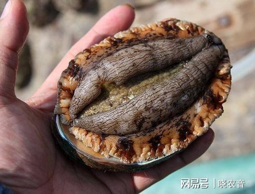 豬蹄燉鮑魚營養價值_鮑魚營養價值和功效與作用_鮑魚的營養價值