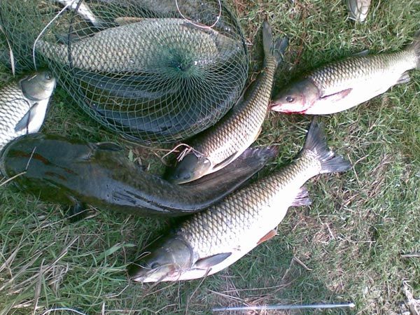 秋季釣魚_釣魚秋季餌料_釣魚秋季釣魚選什么位置