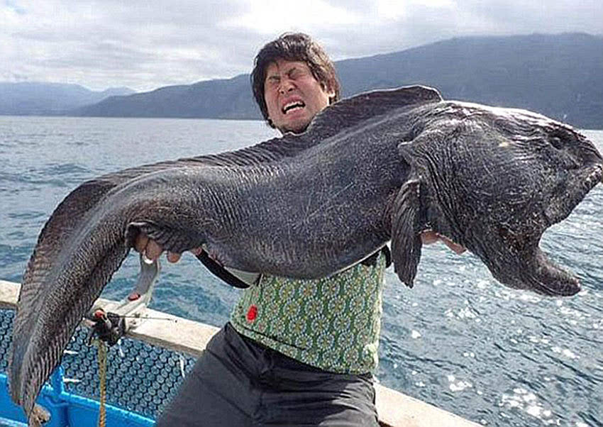 巨型章魚的圖片和錄像_巨型章魚_百度百科巨型章魚