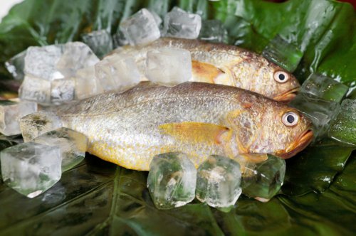 野生大黃魚為什么這么貴_貴州黃魚是什么品種_最貴野生黃魚