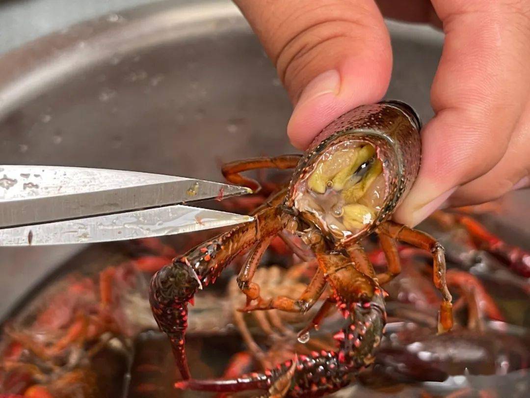 飯店是怎么清洗龍蝦_小龍蝦怎么清洗和處理_小魷魚仔怎樣清洗處理