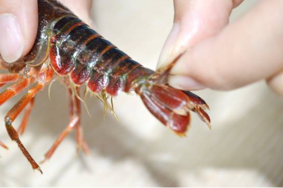 飯店是怎么清洗龍蝦_小龍蝦怎么清洗和處理_小魷魚仔怎樣清洗處理