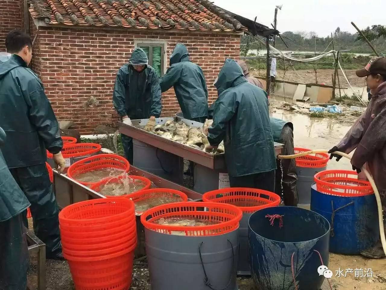 鱖魚價格_鱖魚價格2020_鱖魚價格貴嗎