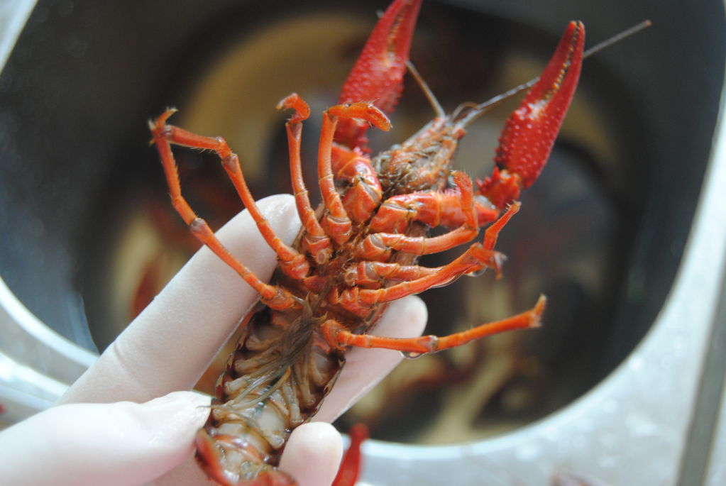 波士頓龍蝦的清洗_小魷魚仔怎樣清洗處理_小龍蝦怎么清洗和處理