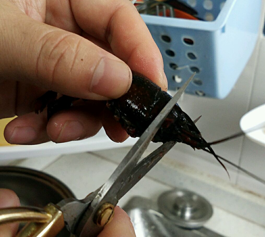 小魷魚仔怎樣清洗處理_波士頓龍蝦的清洗_小龍蝦怎么清洗和處理
