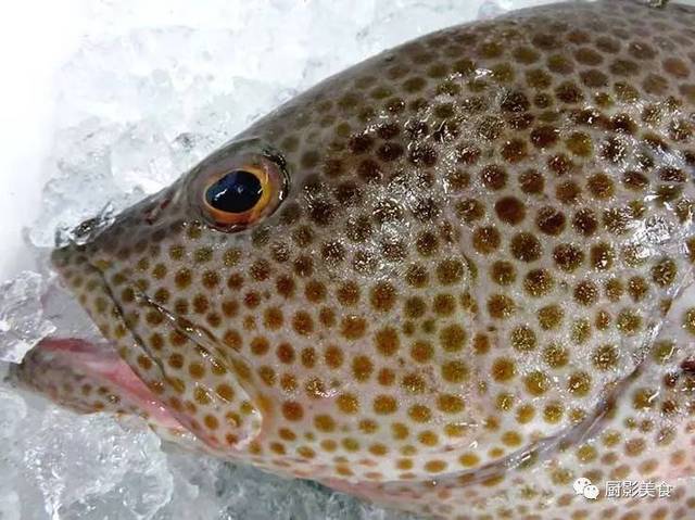 巨石斑魚_巨石斑魚圖片_巨石斑魚多少一斤
