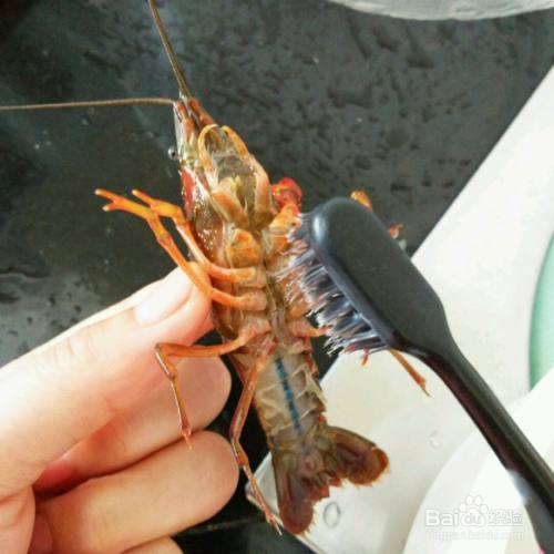 龍蝦怎么清冼_小龍蝦怎么清洗和處理_剛買的龍蝦要怎么清洗