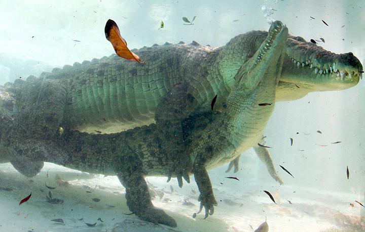 巨石斑魚_巨石斑魚圖片_巨石斑魚多少一斤