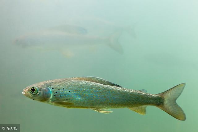 刀魚貴不貴_刀魚價位_刀魚價格