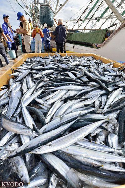 刀魚價位_刀魚價格_刀魚價格是多少錢一斤