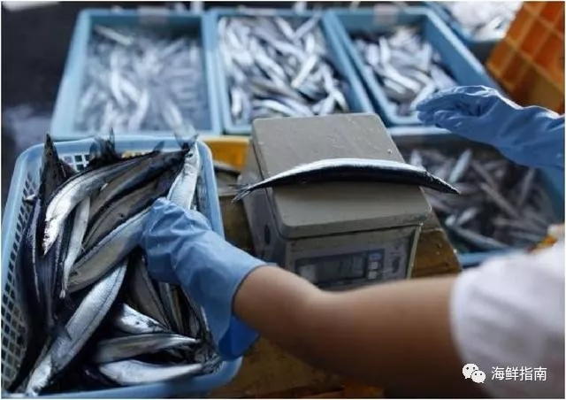 刀魚價格是多少錢一斤_刀魚價格_刀魚價位