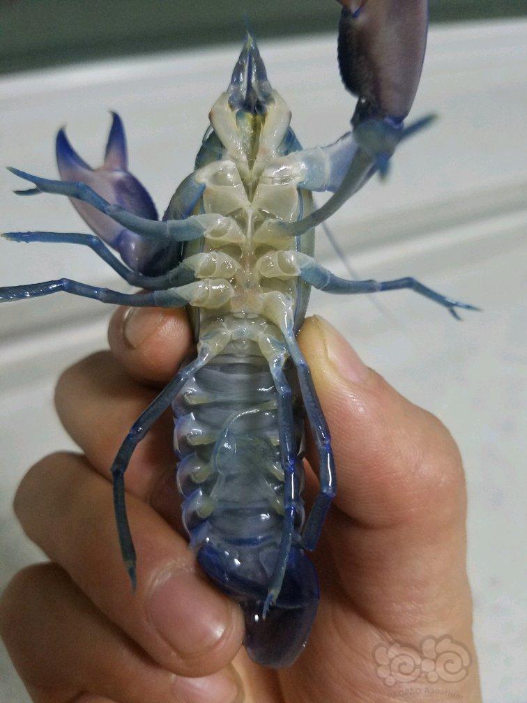 天空藍魔蝦能活多久_天空藍魔蝦_天空藍魔蝦怎么合窩