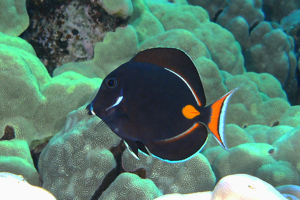 刀魚價位_刀魚價格_刀魚貴不貴