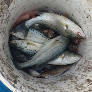 青島磯釣聯盟網址_青島磯釣聯盟_愛釣釣青島磯釣家園
