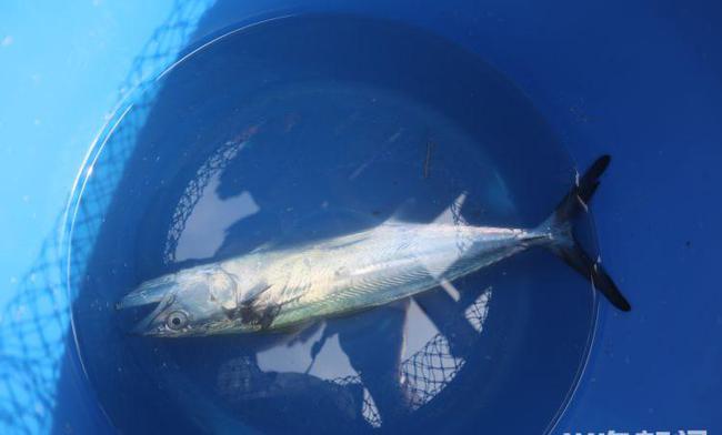 愛釣釣青島磯釣家園_青島磯釣聯盟_青島磯釣聯盟網址