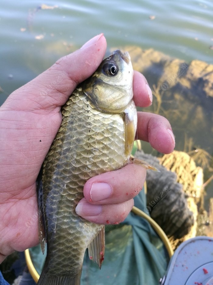 釣鯽魚打窩用紅米還是黃米_釣鯽魚打窩用大米還是碎米_釣鯽魚用什么打窩