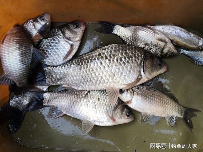 釣鯽魚用什么打窩_釣鯽魚打窩用紅米還是黃米_釣鯽魚打窩用大米還是碎米