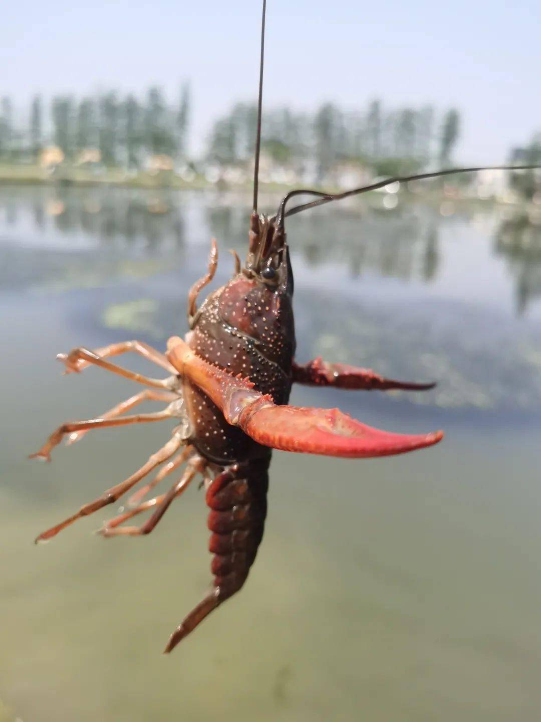 羅非餌料配方 釣魚人沒有不罵小羅非討厭的，那是一絕！