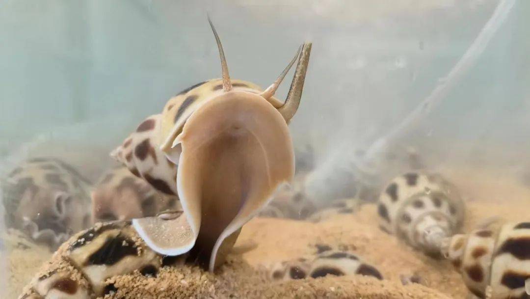 鳡魚多少錢一斤_鳡魚多少錢一斤_鳡魚多少錢一斤