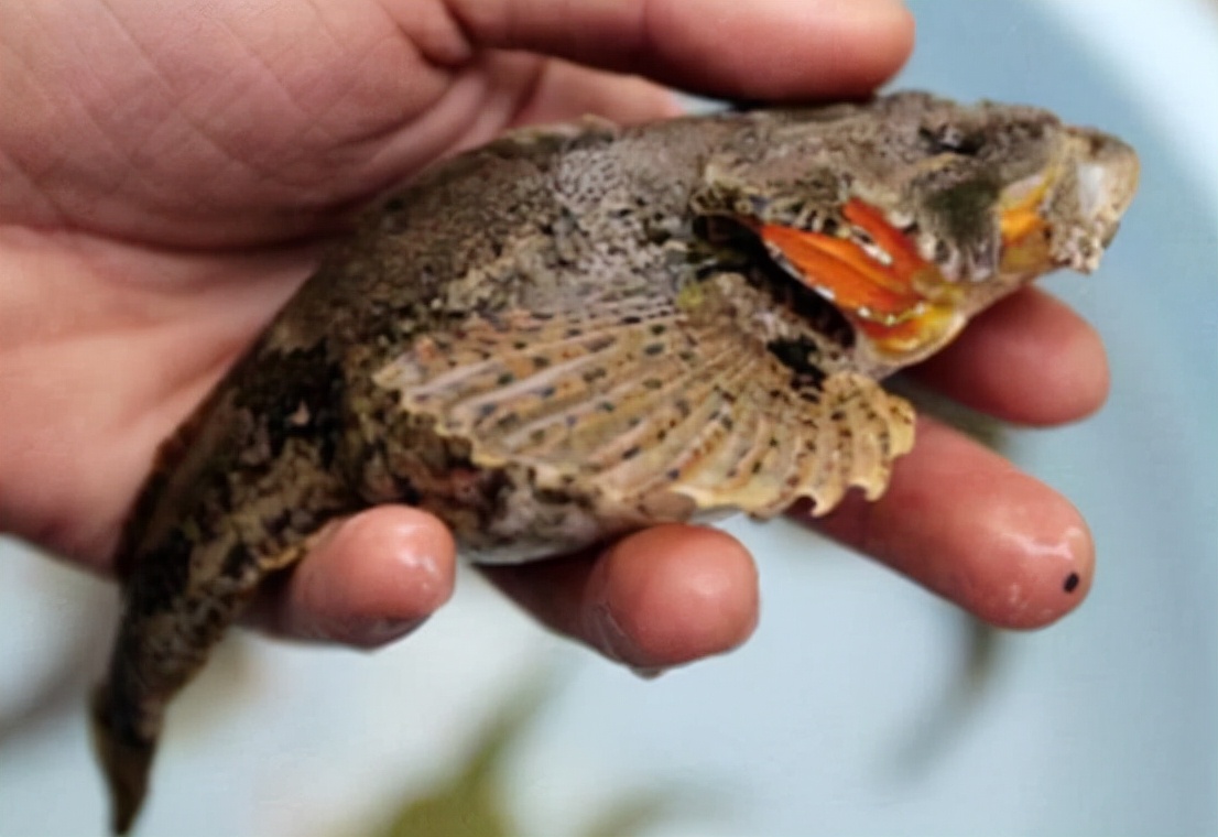 鳡魚多少錢一斤_鳡魚多少錢一斤_鳡魚多少錢一斤