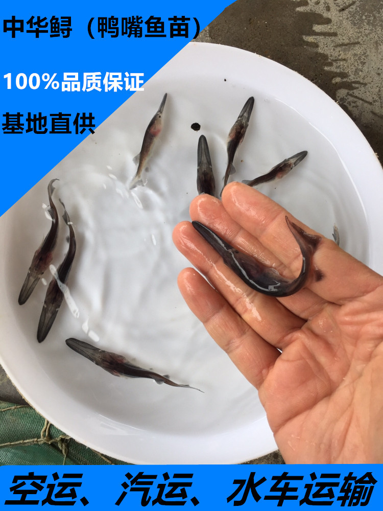 鴨嘴魚_魚鴨嘴只能用變頻水泵嗎_魚鴨嘴村