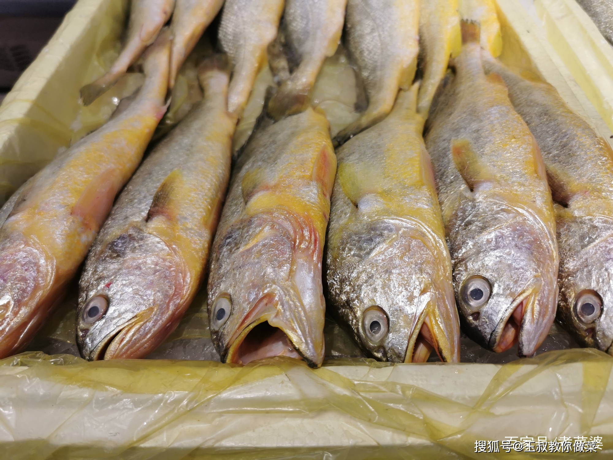 鳡魚多少錢一斤_鳡魚多少錢一斤_鳡魚多少錢一斤