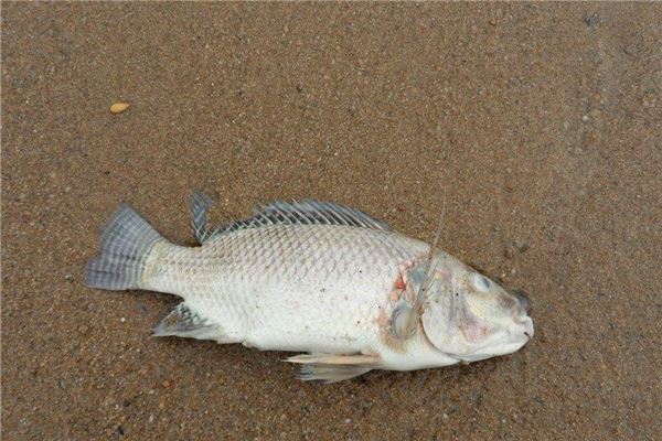 死魚正口_死魚正口_死魚正口