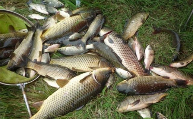 釣秋季鯉魚技巧視頻_秋季釣鯉魚技巧_秋季釣鯉魚方法