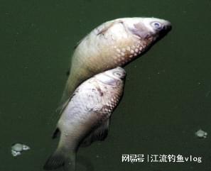 死魚正口_死魚正口_死魚