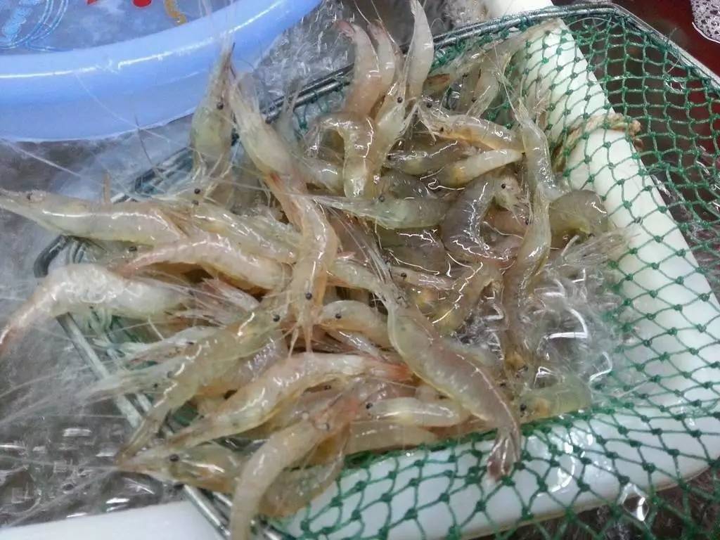 死魚_死魚正口_死魚正口