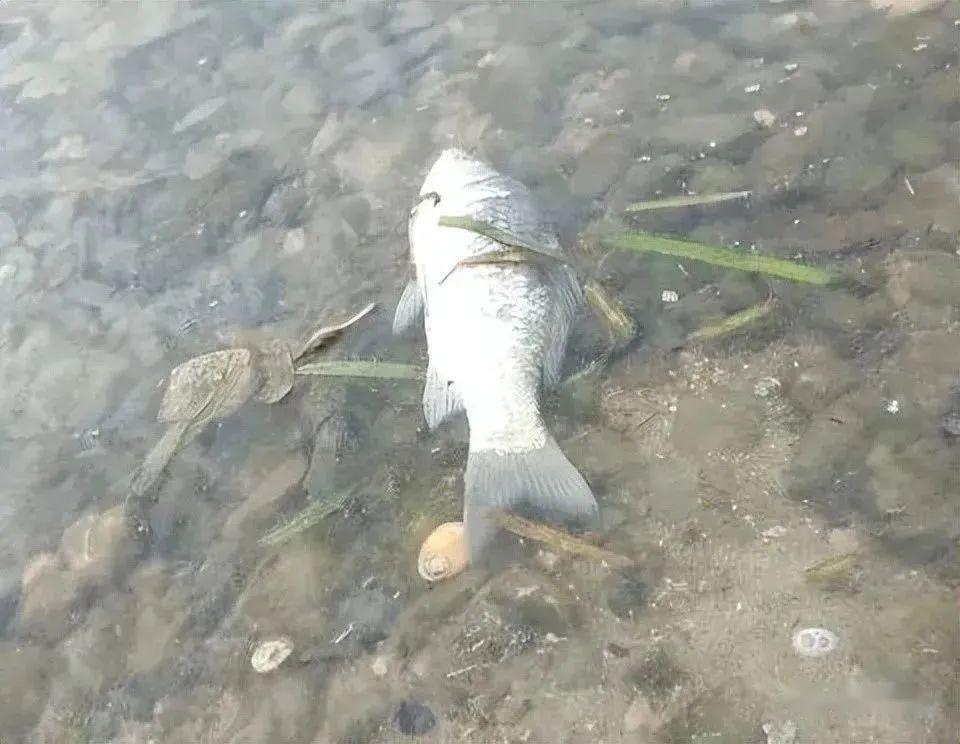 死魚正口_死魚正口_死魚