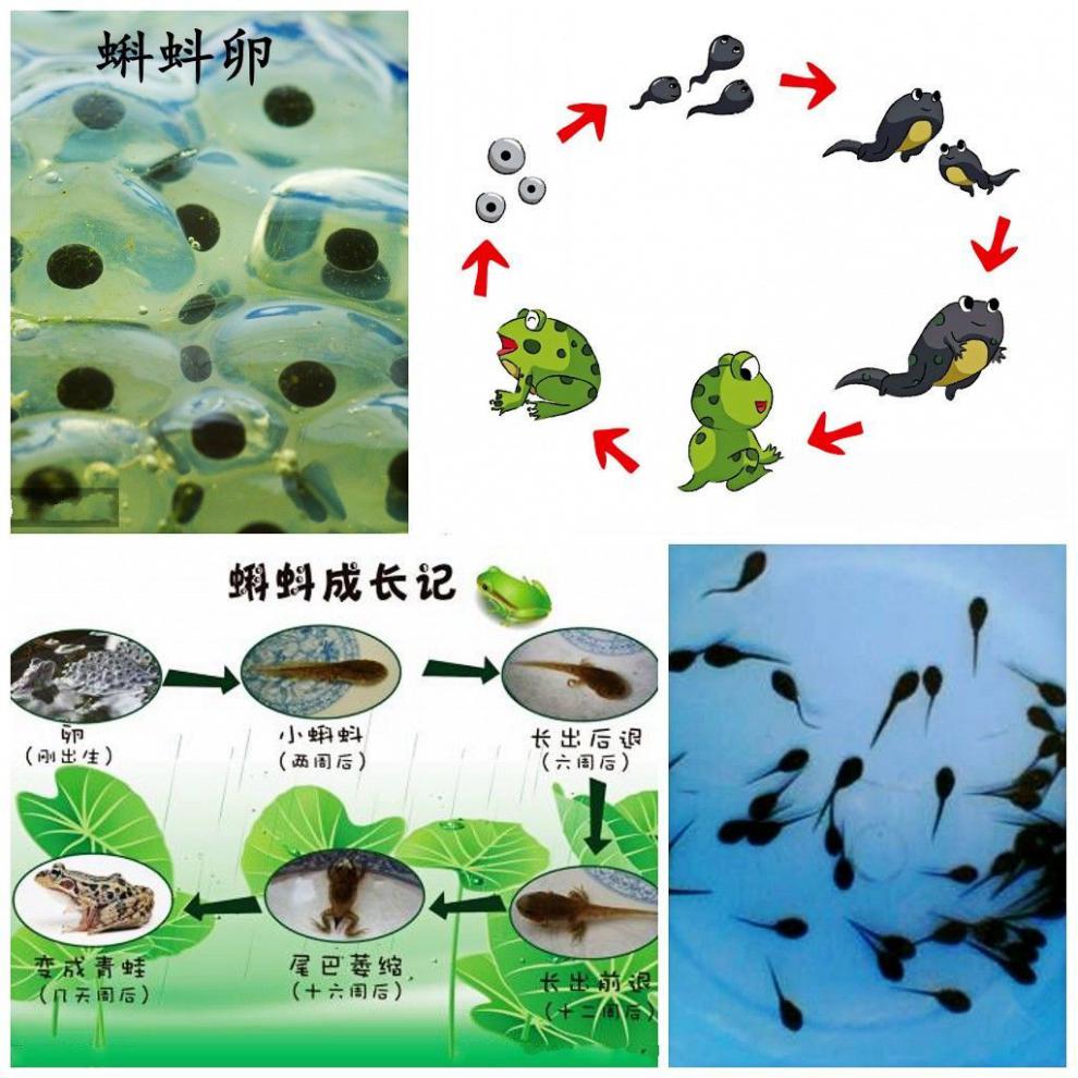 蝌蚪吃什么東西作為食物_蝌蚪吃什么最好_蝌蚪吃什么