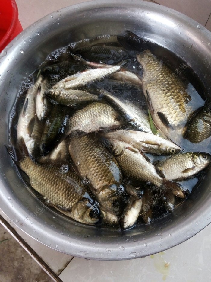 釣魚杭州_杭州釣魚去處_杭州釣魚