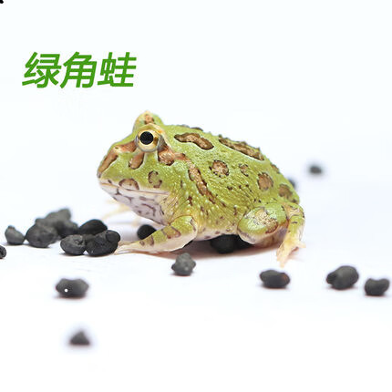 蝴蝶角蛙壽命很短嗎_蝴蝶角蛙壽命_蝴蝶角蛙