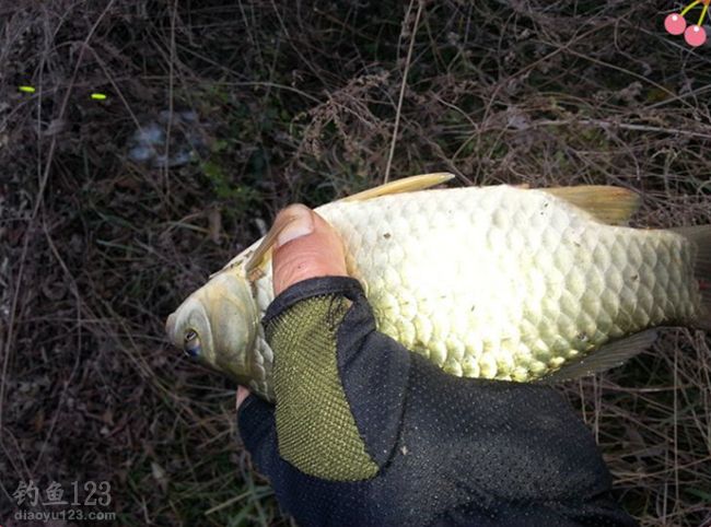 水庫釣鯽魚_釣水庫鯽魚要多長深竿_釣水庫鯽魚用什么餌料