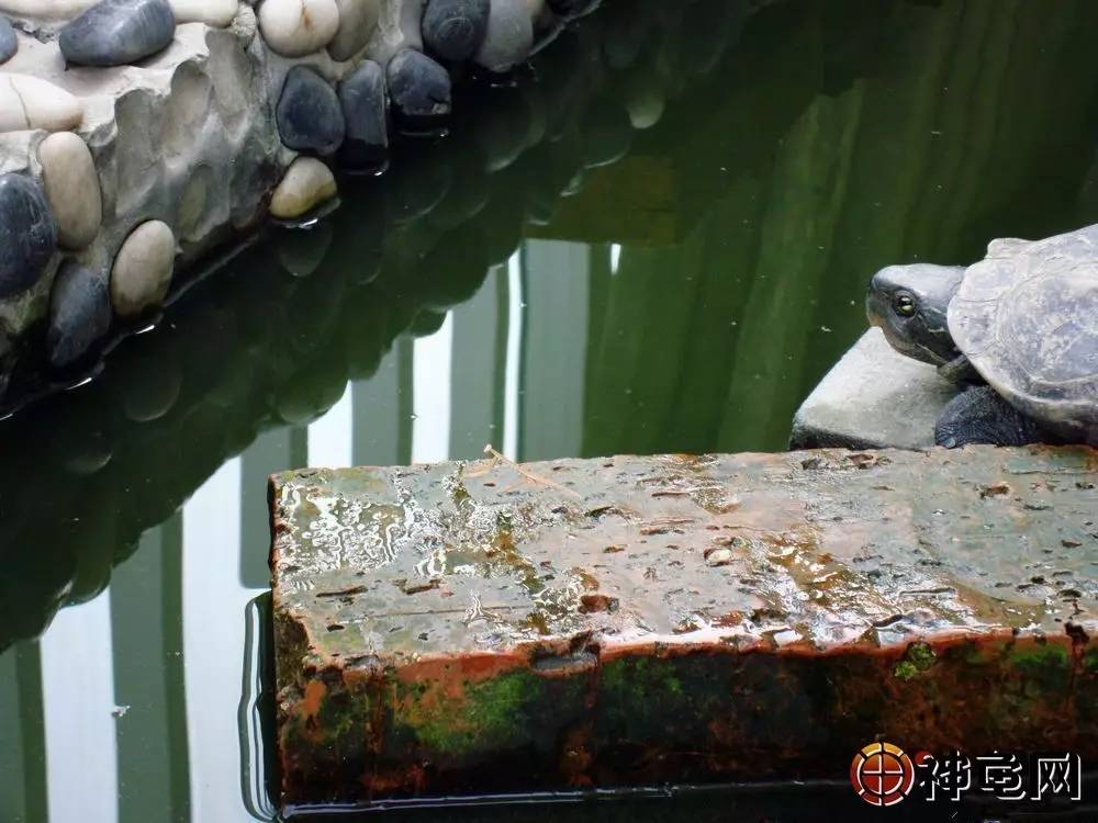 日本石龜怎么養_日本石龜能長多大_日本石龜