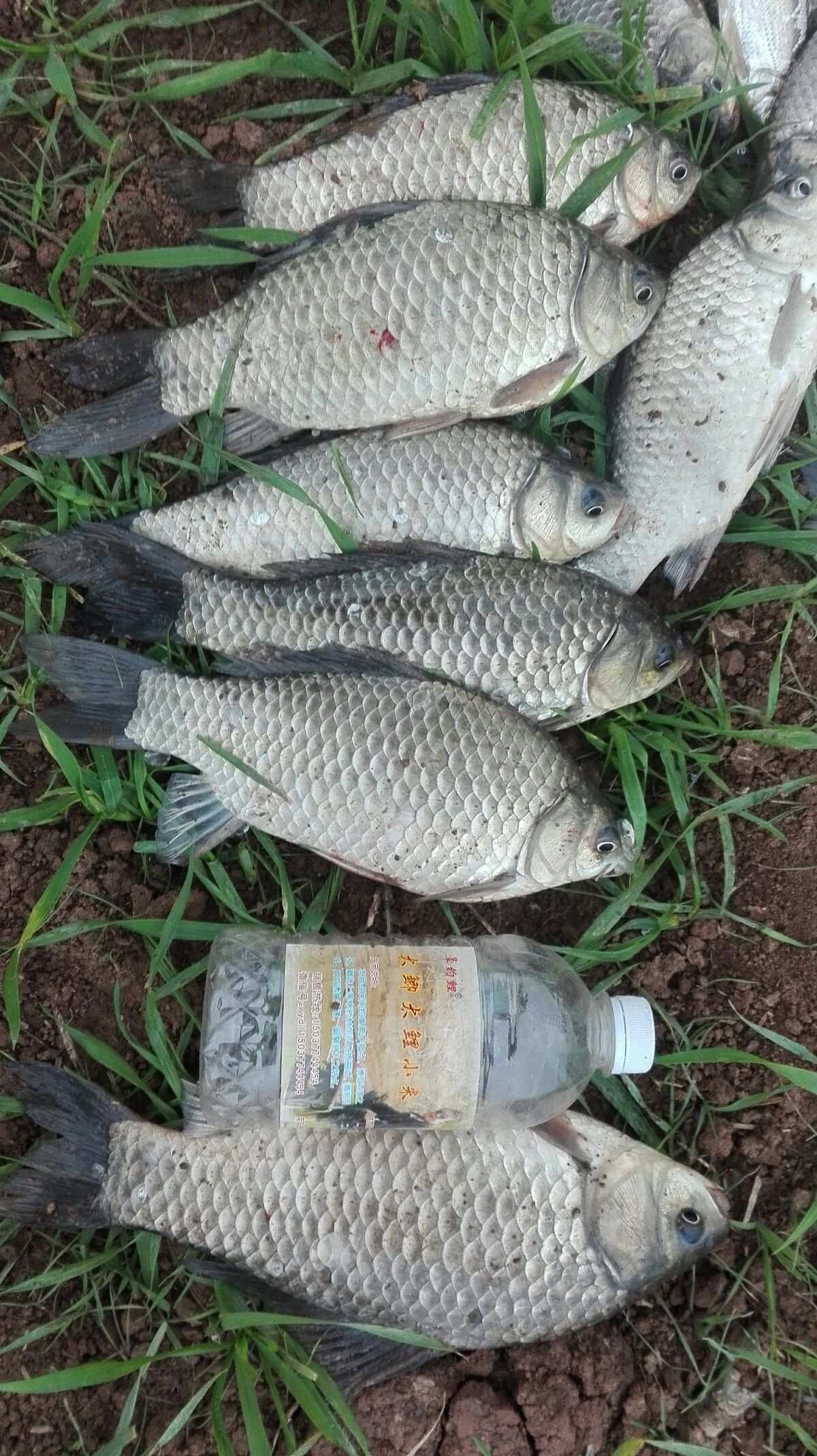 水庫釣鯽魚_釣水庫鯽魚怎么調漂_釣水庫鯽魚用什么餌料