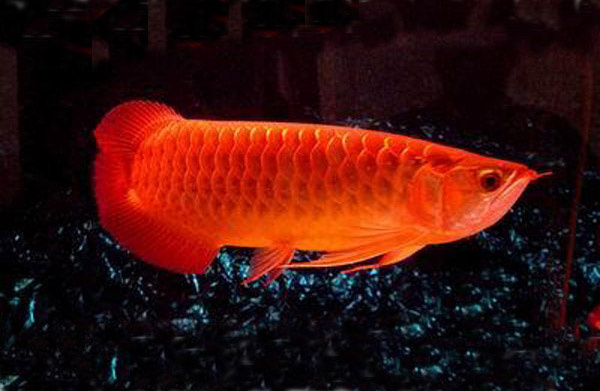 紅龍魚市場價多少錢一斤_紅龍魚市場價_紅龍魚價格