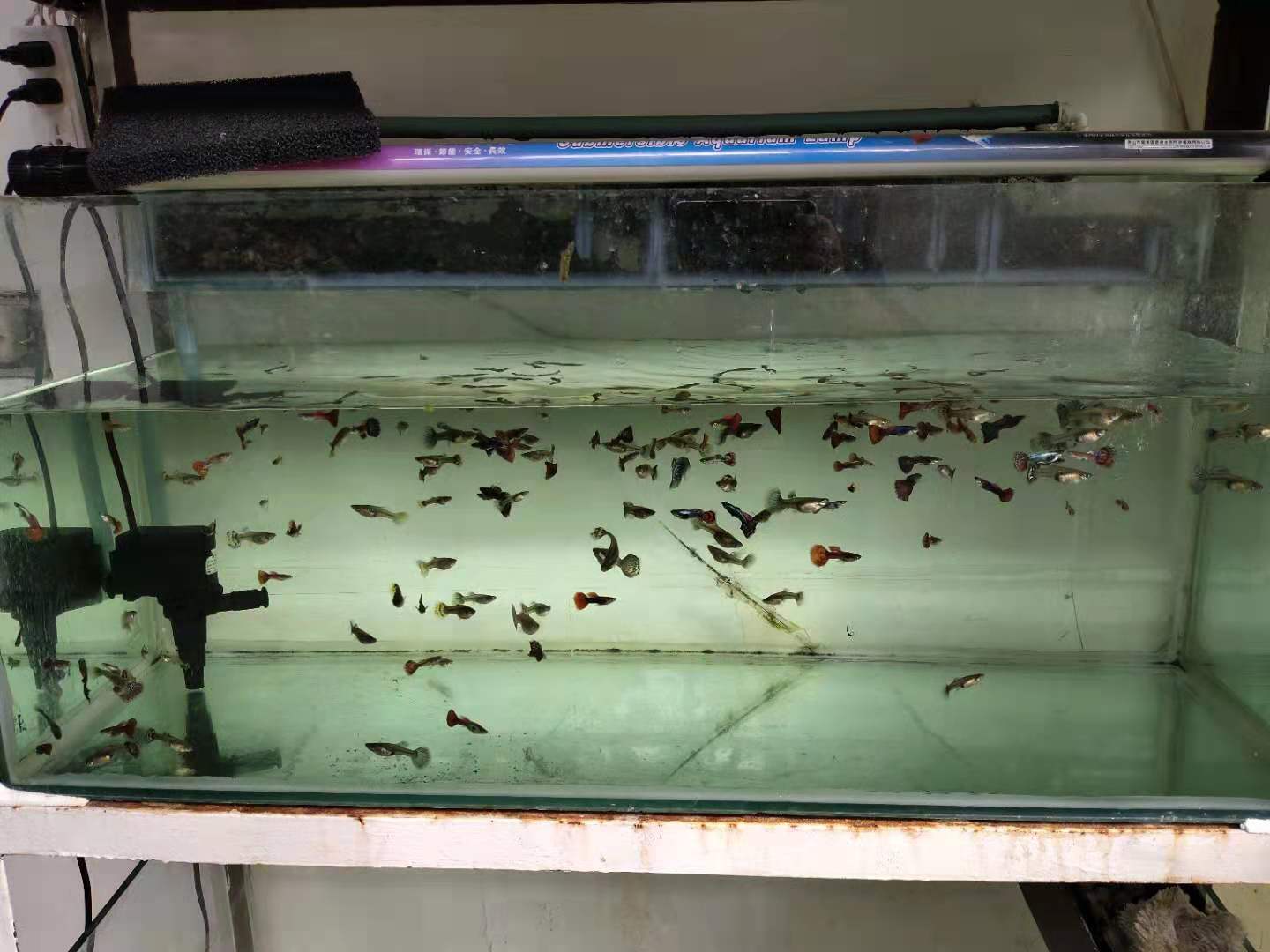 熱帶魚品種_熱帶魚品類_小型熱帶魚品種大全圖