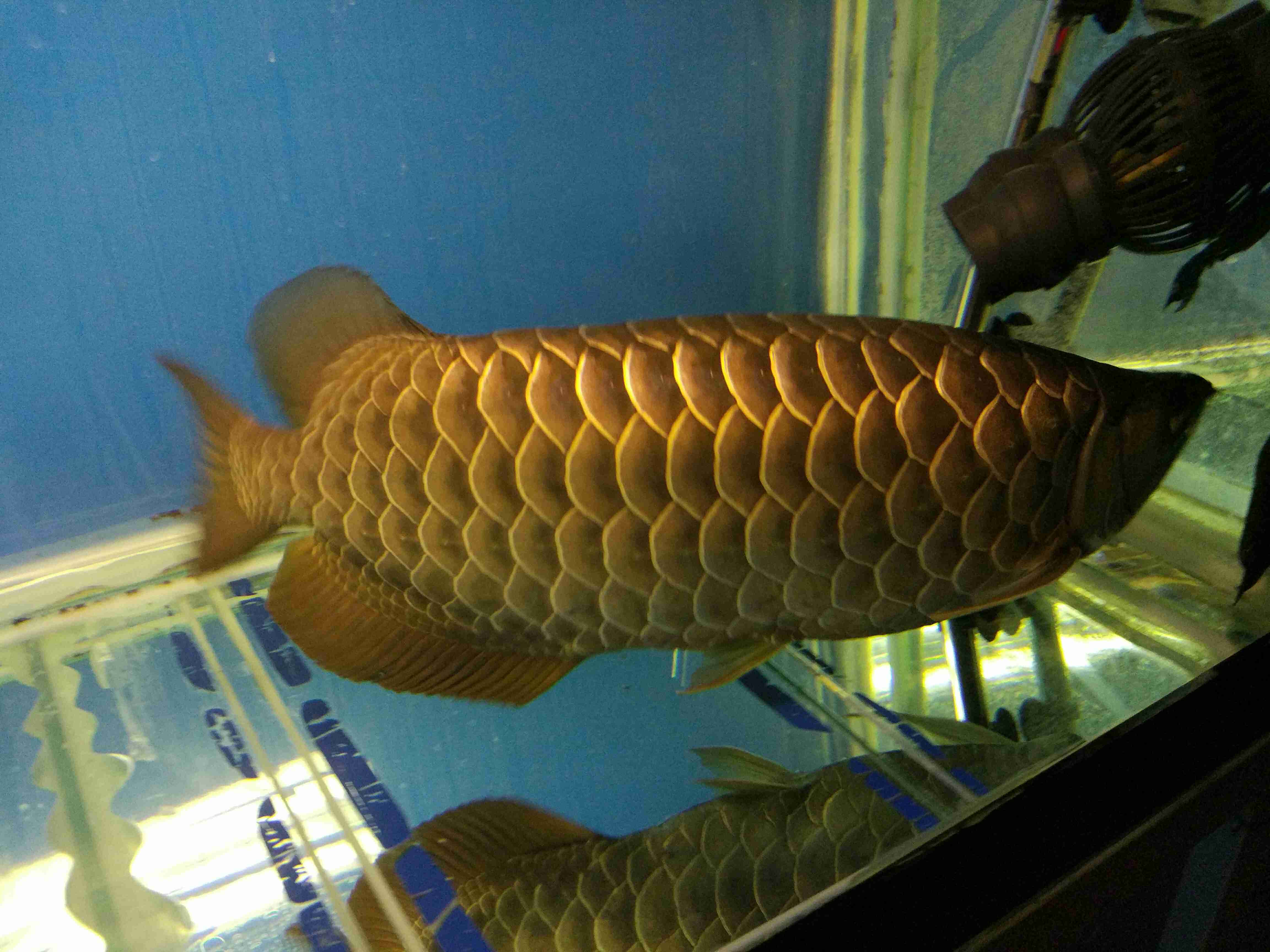 熱帶魚品種_小型熱帶魚品種大全圖_熱帶魚品類