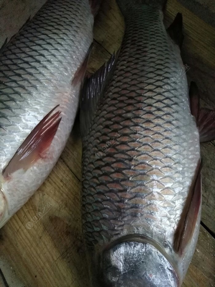 新鮮的夜鱗鯛魚_新鮮的夜鱗鯛魚有魚群嗎_新鮮鯛魚夜鱗能吃嗎