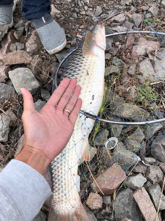 pe釣魚線是什么線_釣魚用的pe線_釣魚用pe線還是尼龍線