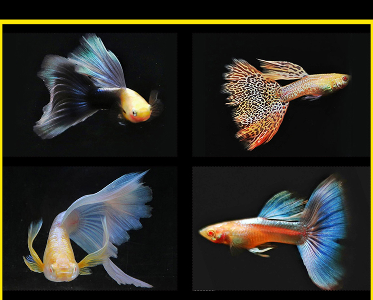 熱帶魚品種_小型熱帶魚品種大全圖_熱帶魚品種大全