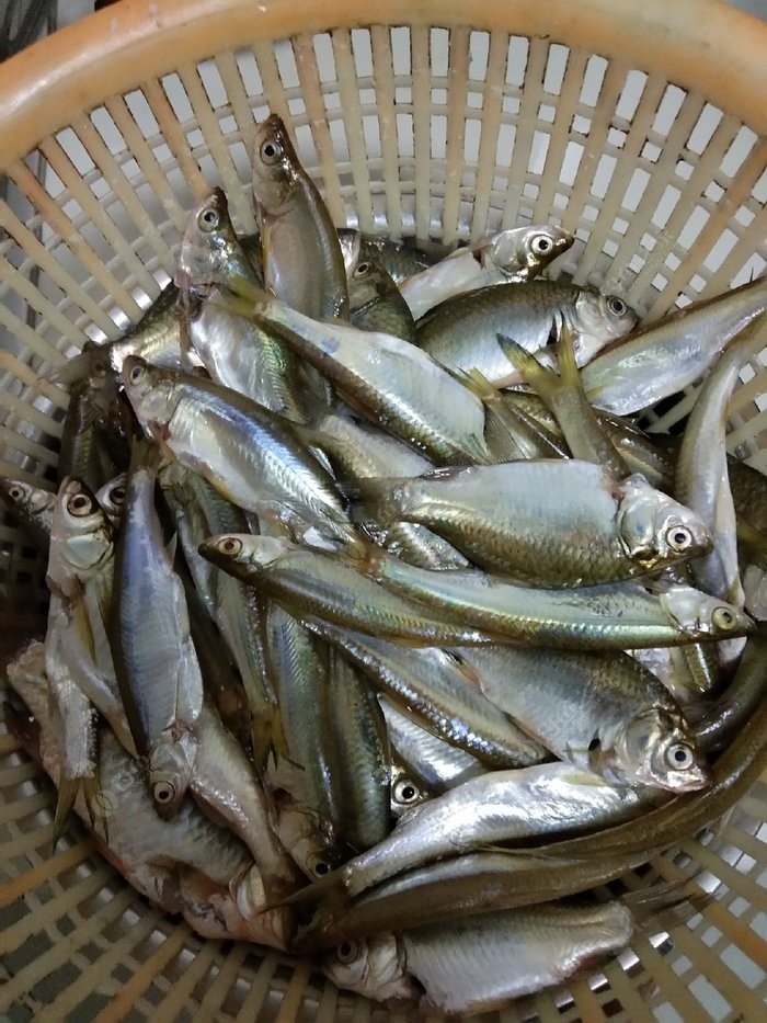 釣魚路亞新手教程視頻_路亞釣魚_釣魚路亞是什么意思