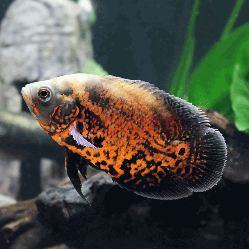 劍魚是什么魚_劍魚的劍是用來干什么的_劍魚的劍是什么部位